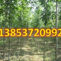 白蠟樹價格 白蠟樹 白蠟價格速生白蠟