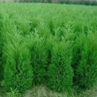 提供2米蜀檜價格，2.5米蜀檜多少錢一棵 蜀檜價格