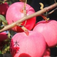 煙福8、神富一號(hào)、仲秋王蘋(píng)果苗