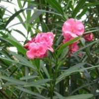 供應(yīng)花心木樹苗 相思樹苗 酸橙苗 夾竹桃樹苗 苦患子樹苗 紅楓樹