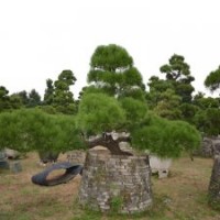 0003號3年以上培植日本進(jìn)口黑松高大上造型精品黑松