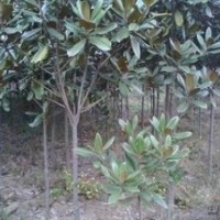 自產(chǎn)自銷2公分3公分4公分廣玉蘭價格 廣玉蘭價格