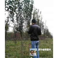 高桿櫻花4-7公分，
