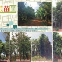 出售滇樸，黃連木，清香木，馬櫻花，皂角
