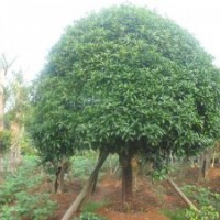 出售各種規(guī)格的《桂花》。