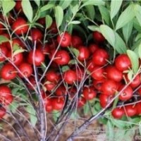 鈣果苗 大量低價(jià)供應(yīng)鈣果苗