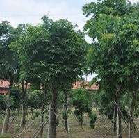 大量供應無患子綠化苗木