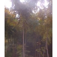 低價(jià)出售3公分北京欒樹