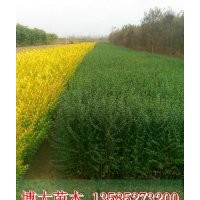 供應(yīng)40-50高小葉女貞綠籬苗，江蘇小葉女貞基地【量大價(jià)低】