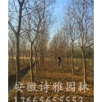 安徽肥西出售烏桕樹，低價(jià)出售2-20公分精品烏桕