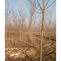 本公司主營美國紅楓、榆樹等鄉(xiāng)土樹種