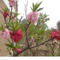 雙花碧桃