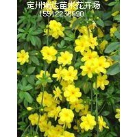 迎春花、紅葉小檗、棣棠、木槿、金銀木