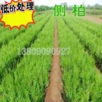 側(cè)柏，粗放管理，荒山造林側(cè)柏苗扁柏高龍柏量大優(yōu)惠 側(cè)柏，