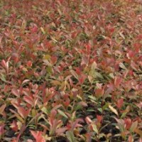 紅葉石楠