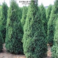 塔檜，沙地柏，紅葉小檗，膠東衛(wèi)矛，大葉黃楊
