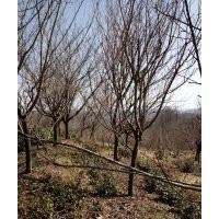 晚櫻，2-15公分