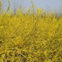 供應(yīng):迎春，連翹，衛(wèi)矛，常青藤