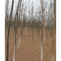 4公分速生國(guó)槐哪兒多