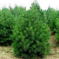 供應(yīng)3米白皮松400棵