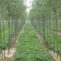 大量供應(yīng)苗木：碧玉楊、法桐、白蠟、國(guó)槐等
