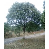 供應(yīng)直徑8、10、12、15、18、20、22公分桂花樹苗