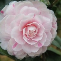 金華提供茶花嫁接技術(shù)服務(wù)