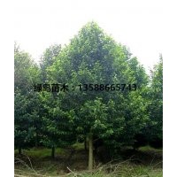 供應(yīng)浙江樂昌含笑、樂昌含笑價格咨詢、樂昌含笑產(chǎn)地