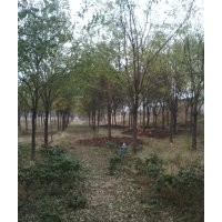 滄州綠茵苗圃出售各種規(guī)格國槐