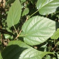 豆腐樹苗的【培育方法和技術】