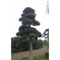 羅漢松