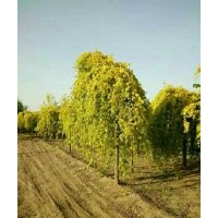 綠化苗木！國槐！3到30公分,法桐！3到20公分,白蠟8-----18公分