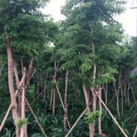 大量供應10年樹齡海南黃花梨