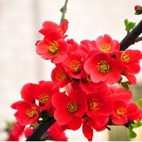 臨沂木瓜苗基地、木瓜海棠盆景產(chǎn)地、木瓜苗品種