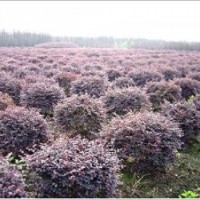 紅花繼木球價(jià)格行情，常綠灌木