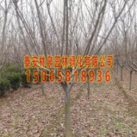 泰安5公分櫻花