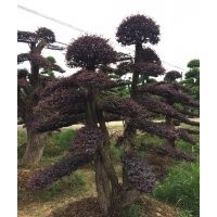 供應紅花木蓮、竹柏、楊梅、 法國冬青、中華蚊木、紅豆杉、雪松
