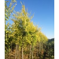 黑龍江綠寶苗木出售銀中楊、糖槭、金葉榆、黃菠蘿