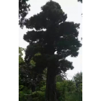 羅漢松樹齡約500年以上