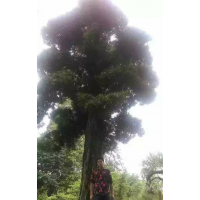 出售一顆羅漢松，80公分的，，價(jià)格120萬
