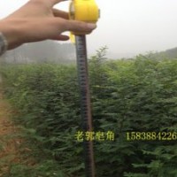 皂角樹苗 農(nóng)戶直供 內(nèi)有驚喜