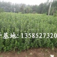 常年供應(yīng)扶芳藤、小葉扶芳藤、衛(wèi)矛、五葉地錦、凌霄