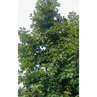 江蘇白玉蘭價(jià)格 南京白玉蘭價(jià)格 白玉蘭苗 白玉蘭工程苗