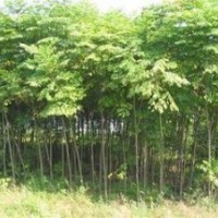 苗圃銷售5公分欒樹價格，6公分7公分欒樹價格