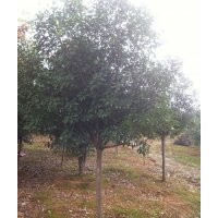 紅葉石楠、櫸樹(shù)