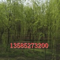 供應(yīng)垂柳2-15公分、垂柳價格、垂柳圖片、垂柳基地