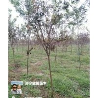 紫薇3-5公分，