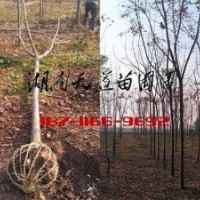 6公分欒樹價格,8公分欒樹價格