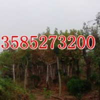 供應(yīng)法桐、速生法桐、法桐價格、法桐圖片、法桐基地