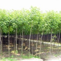 重陽(yáng)木價(jià)格 重陽(yáng)木 重陽(yáng)木基地